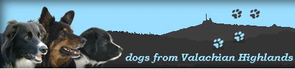 Dogs from Valachian Highlands